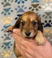 Katie, a female Miniature Dachshund for sale in Waynesboro, VA – 1 of 1