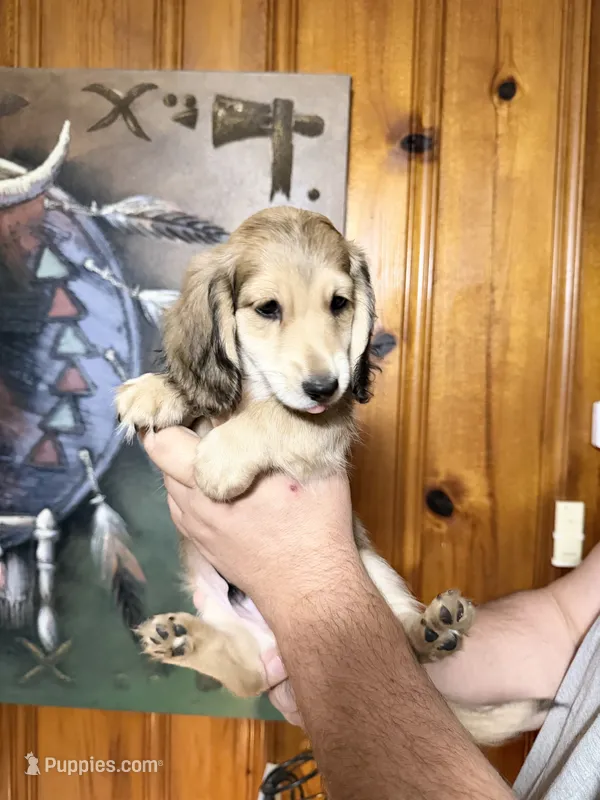 Leo – Miniature Dachshund puppy for sale in Waynesboro, VA