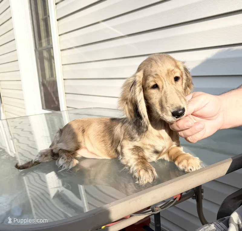 Sassy, a female Miniature Dachshund for sale in Waynesboro, VA – Photo 1 of 1