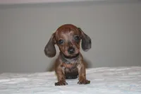 Dough, a male Miniature Dachshund for sale in Okeechobee, FL – Photo 2 of 2