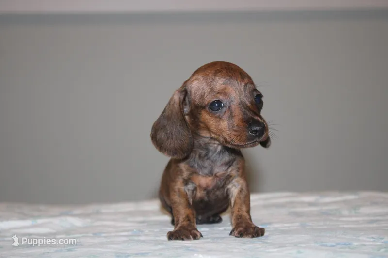 Dough – Miniature Dachshund puppy for sale in Okeechobee, FL