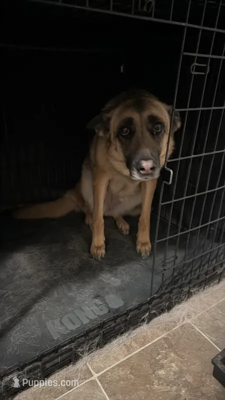 Freya – German Shepherd Dog puppy for sale in Fort Leavenworth, KS