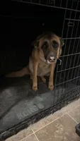 Freya, a female German Shepherd Dog for sale in Fort Leavenworth, KS – 1 of 2