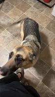 Freya, a female German Shepherd Dog for sale in Fort Leavenworth, KS – 2 of 2