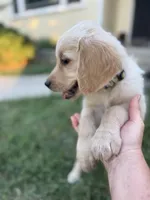 Yellow collar, a female Golden Retriever for sale in Chico, CA – 5 of 7