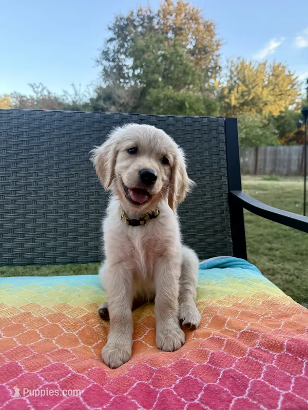 Yellow collar – Golden Retriever puppy for sale in Chico, CA