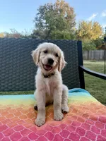 Yellow collar, a female Golden Retriever for sale in Chico, CA – 1 of 7