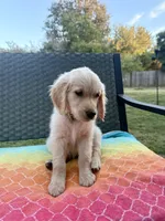 Yellow collar, a female Golden Retriever for sale in Chico, CA – 6 of 7