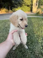 Yellow collar, a female Golden Retriever for sale in Chico, CA – 2 of 7