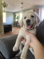 Beige collar, a male Golden Retriever for sale in Chico, CA – 5 of 6