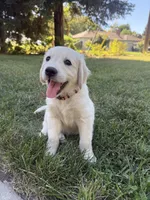 Orange collar , a female Golden Retriever for sale in Chico, CA – 6 of 7