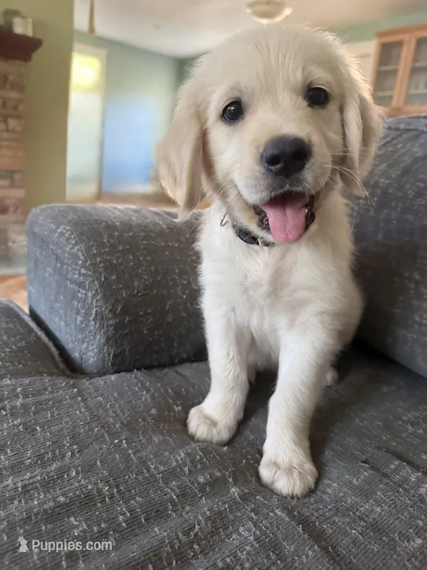 Beige collar – Golden Retriever puppy for sale in Chico, CA