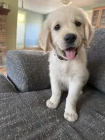Beige collar, a male Golden Retriever for sale in Chico, CA – 1 of 6
