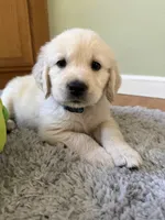 Blue collar, a male Golden Retriever for sale in Chico, CA – 3 of 3