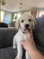 Beige collar, a male Golden Retriever for sale in Chico, CA – 2 of 6