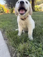 Orange collar , a female Golden Retriever for sale in Chico, CA – 3 of 7