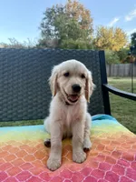 Yellow collar, a female Golden Retriever for sale in Chico, CA – 3 of 7