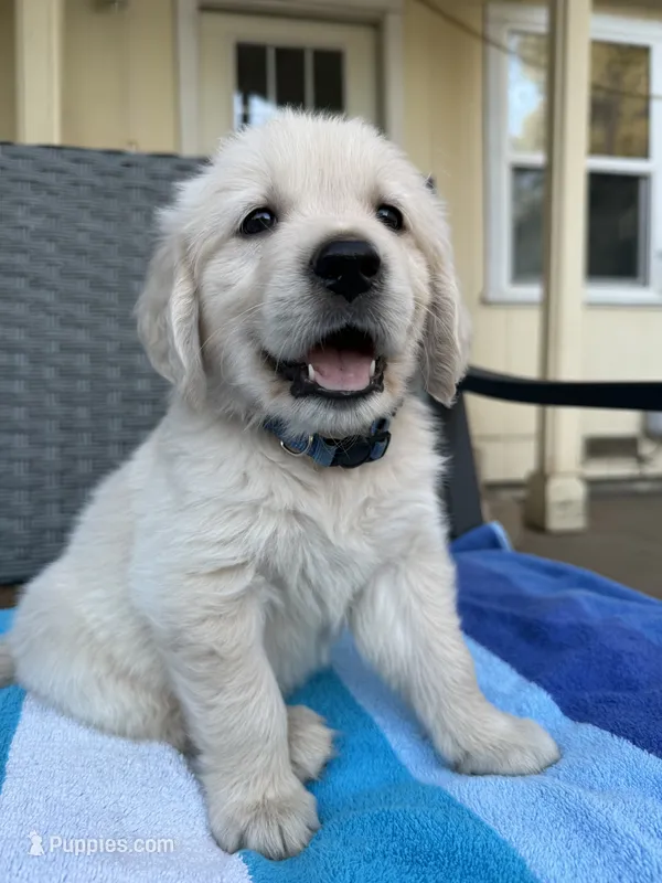 Blue collar – Golden Retriever puppy for sale in Chico, CA