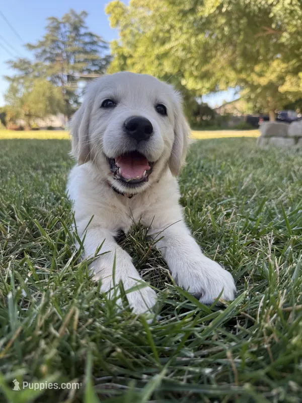 Orange collar  – Golden Retriever puppy for sale in Chico, CA