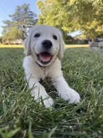Orange collar , a female Golden Retriever for sale in Chico, CA – 1 of 7
