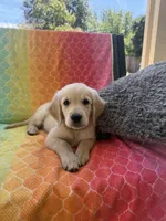 Purple collar, a female Golden Retriever for sale in Chico, CA – 5 of 6