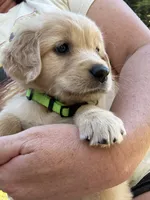 Bright green collar, a female Golden Retriever for sale in Chico, CA – 2 of 5