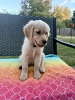 Yellow collar, a female Golden Retriever for sale in Chico, CA – 4 of 7
