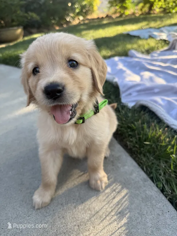 Bright green collar – Golden Retriever puppy for sale in Chico, CA