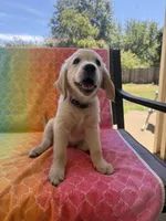 Purple collar, a female Golden Retriever for sale in Chico, CA – 4 of 6
