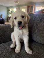 Beige collar, a male Golden Retriever for sale in Chico, CA – 3 of 6