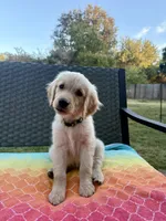 Yellow collar, a female Golden Retriever for sale in Chico, CA – 7 of 7