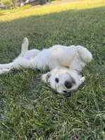 Orange collar , a female Golden Retriever for sale in Chico, CA – 7 of 7