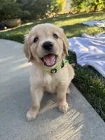 Bright green collar, a female Golden Retriever for sale in Chico, CA – 5 of 5