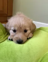Bright green collar, a female Golden Retriever for sale in Chico, CA – 4 of 5
