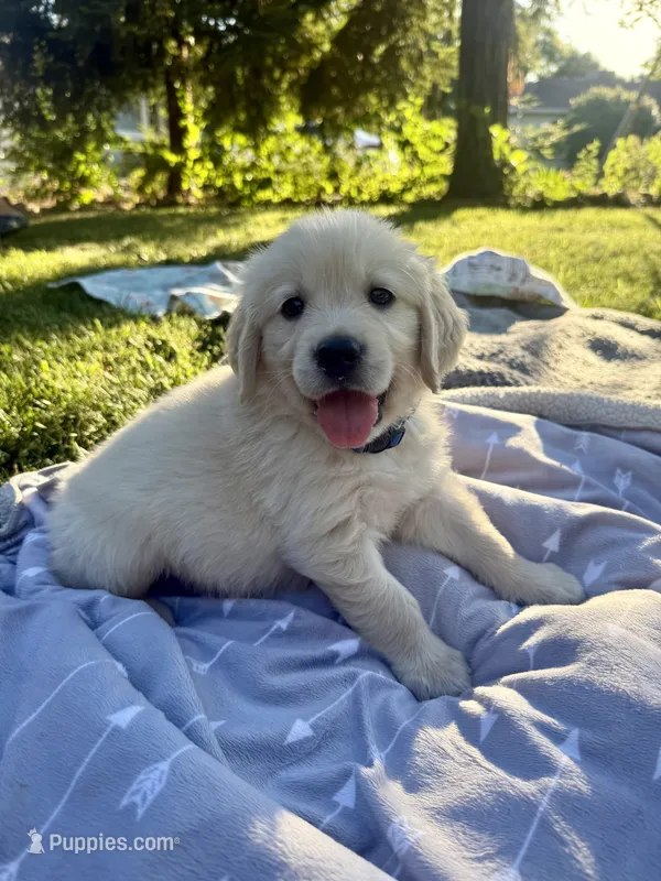 Blue collar – Golden Retriever puppy for sale in Chico, CA