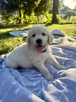 Blue collar, a male Golden Retriever for sale in Chico, CA – 1 of 3