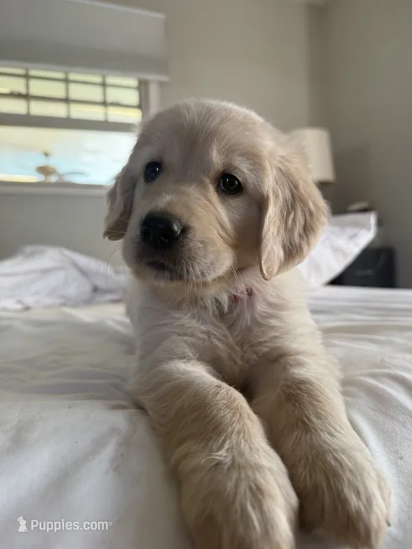 Pink collar  – Golden Retriever puppy for sale in Chico, CA