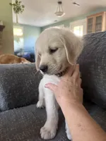 Beige collar, a male Golden Retriever for sale in Chico, CA – 4 of 6