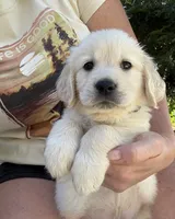 Blue collar, a male Golden Retriever for sale in Chico, CA – 2 of 3