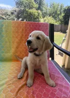 Purple collar, a female Golden Retriever for sale in Chico, CA – 2 of 6
