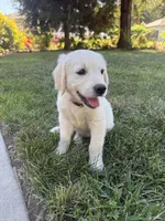 Orange collar , a female Golden Retriever for sale in Chico, CA – 4 of 7