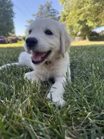 Orange collar , a female Golden Retriever for sale in Chico, CA – 5 of 7