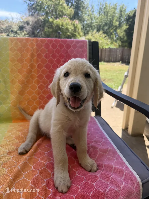 Purple collar – Golden Retriever puppy for sale in Chico, CA