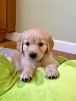 Bright green collar, a female Golden Retriever for sale in Chico, CA – 3 of 5