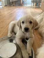 Purple collar, a female Golden Retriever for sale in Chico, CA – 6 of 6