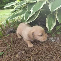 Sparrow, a female Chiweenie for sale in Colton, NY – 4 of 7