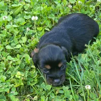 River, a female Chihuahua and Miniature Dachshund for sale in Colton, NY – 3 of 3