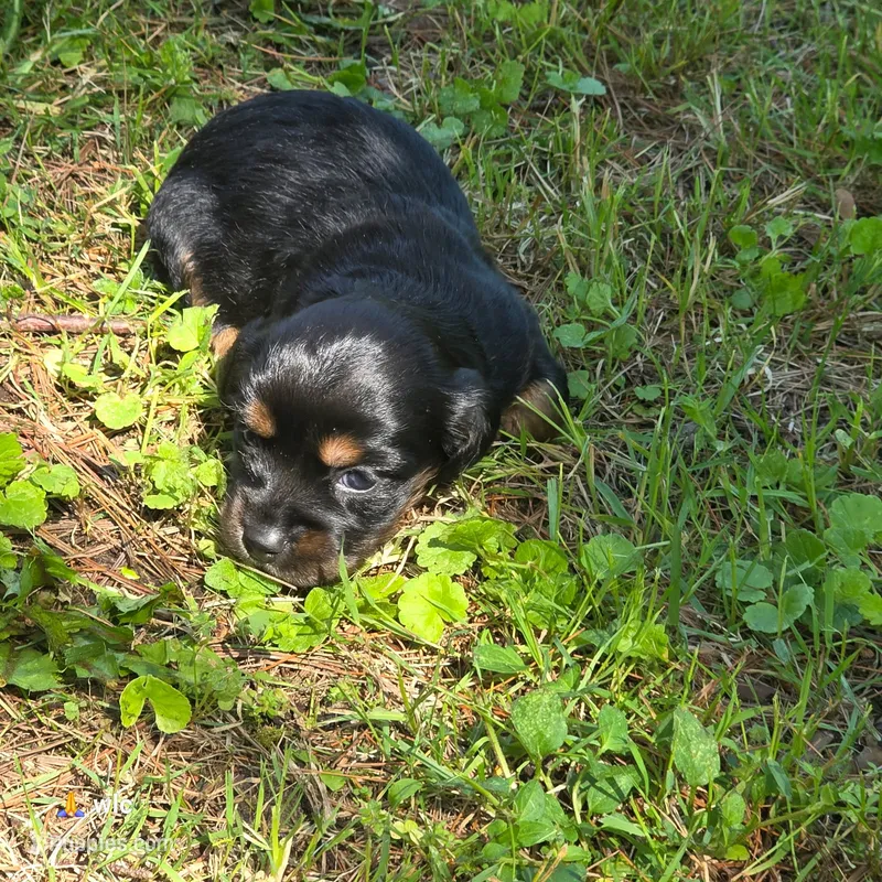 River – Chihuahua, Miniature Dachshund puppy for sale in Colton, NY