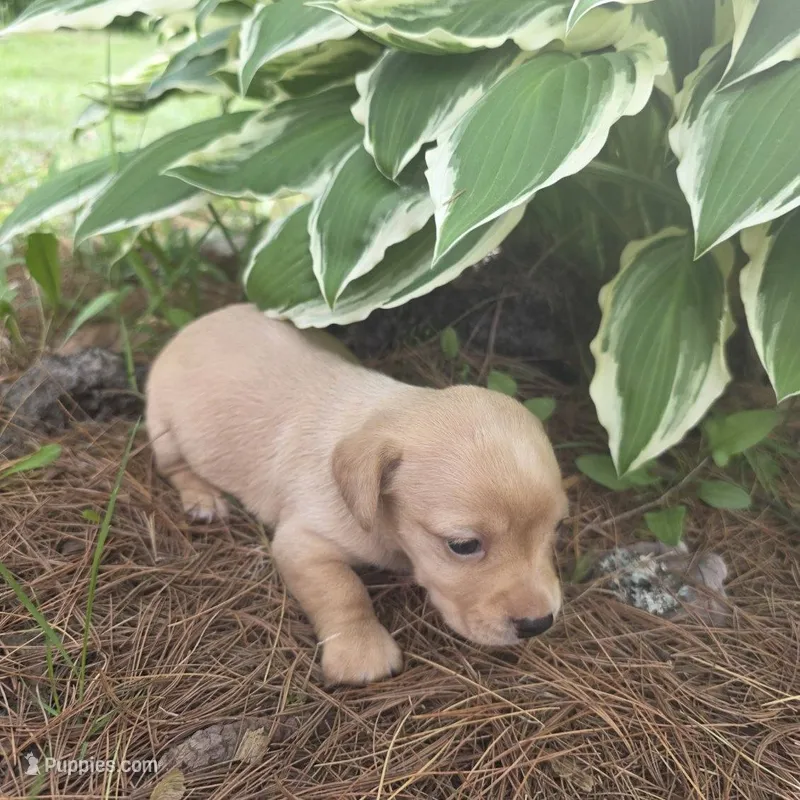 Sparrow – Chiweenie puppy for sale in Colton, NY