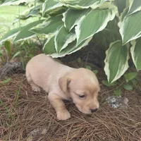 Sparrow, a female Chiweenie for sale in Colton, NY – 1 of 7